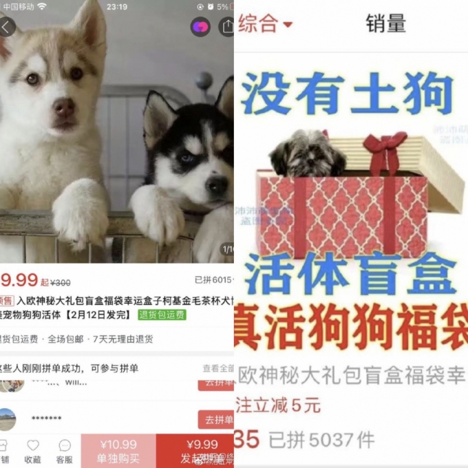 살아있는 동물을 랜덤으로 받아보는 이른바 '반려동물 랜덤 박스'가 중국에서 유행하면서 동물 학대 논란이 일고 있다. /사진=트위터 갈무리