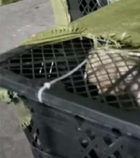 택배 상자 속에 갇혀있는 강아지의 모습. /사진=트위터