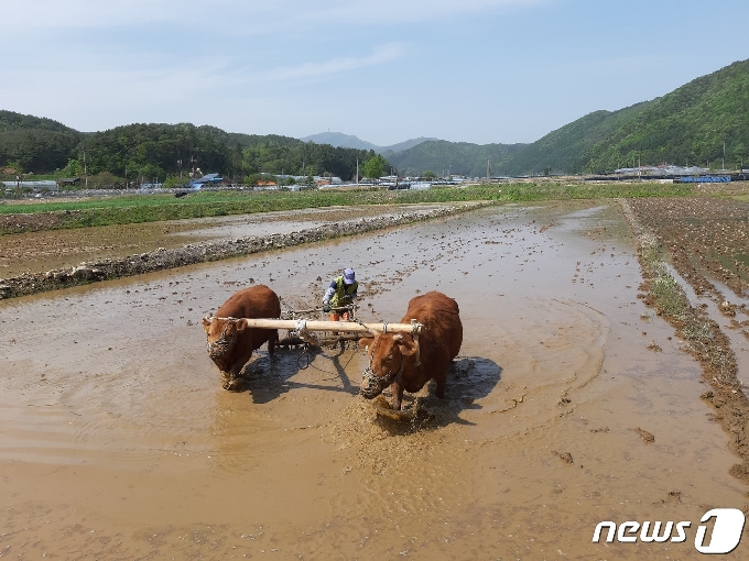 강원도 무형문화재 제33호 지정된 홍천 겨리농경문화 (홍천군 제공)© 뉴스1