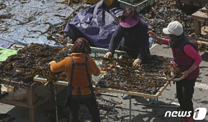 지난 3월 23일 울산 울주군 서생면 평동항에서 어민들이 바다에서 건진 미역을 봄볕과 해풍에 말리고 있다. /사진=뉴스1