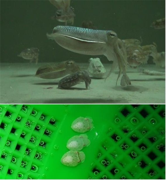 (위)부화 후 175일 된 양식 참갑오징어 어미가 새우를 잡아먹고 있다. (아래)양식 참갑오징어가 낳은 알에서 갓 부화한 2세대 어린 참갑오징어. /사진=국립수산과학원