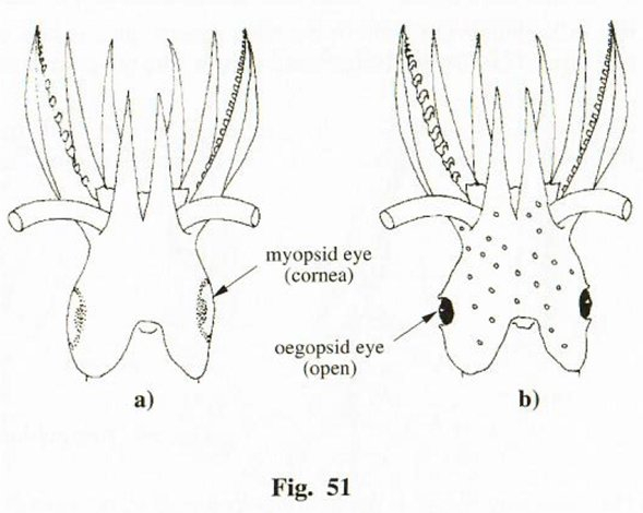 (왼쪽)폐안목의 꼴뚜기 (오른쪽)개안목의 오징어. /사진=FAO(2010)