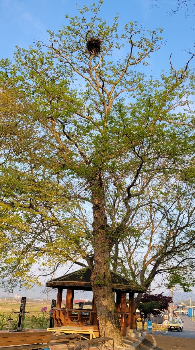 문화재청이 천연기념물 지정 대상으로 선정한 '부여 삼용리 주엽나무'(서형석 삼용1리 이장 제공)© 뉴스1