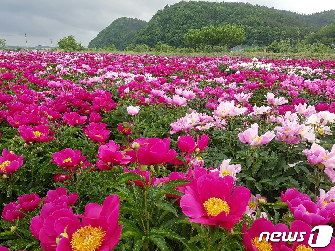 [사진] 영천시 신녕면에 만개한 작약꽃