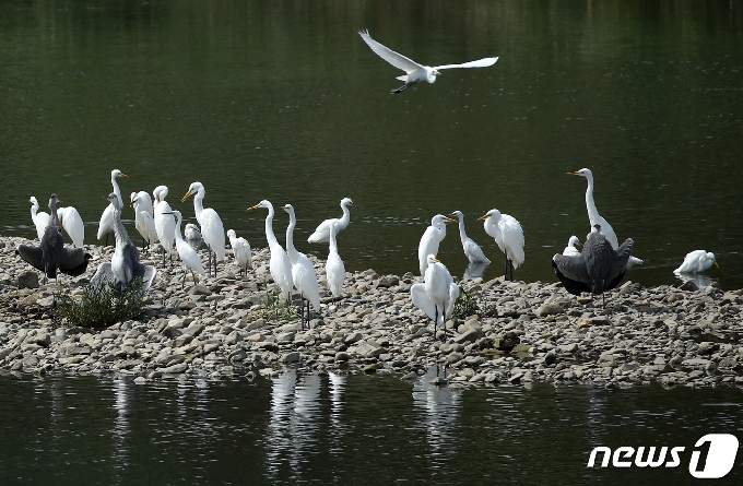 울산지역에 후텁지근한 날씨를 보인 20일 울산 태화강에서 여름 철새인 백로들이 휴식을 취하고 있다. 2020.7.20/뉴스1 © News1 윤일지 기자
