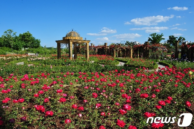 한밭수목원 장미원에는 100만 송이 장미들이 활짝 피어 있다.(대전시 제공) © 뉴스1