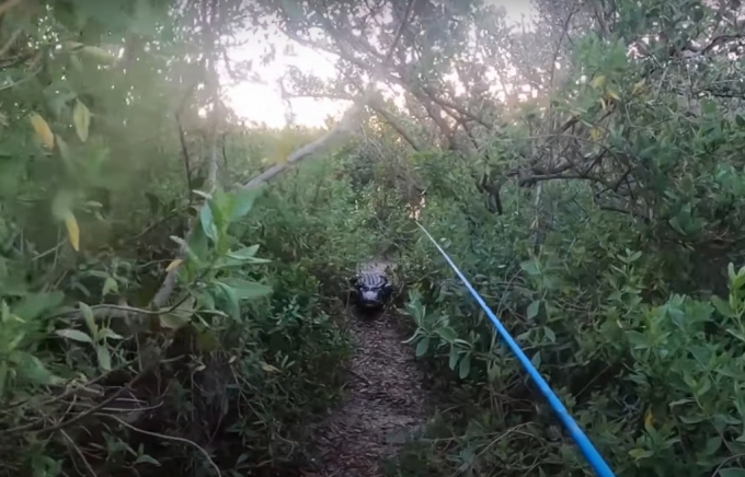 미국 플로리다주에서 낚시를 즐기던 한 남성과 악어가 벌이는 아찔한 추격전 영상이 화제다. /사진='바이럴호그'(ViralHog) 유튜브 영상 캡처 