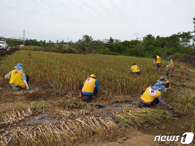 마늘 농사를 짓는 농민이 코로나로 자가격리되자 자원봉사들이 대신 수확하고 있다(고산농협 제공)© 뉴스1