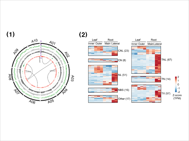 (왼쪽)유럽 계통 순무와 배추의 염기서열 비교, (오른쪽)순무에서 확인된 병 저항성 유전자 발현 패턴/사진=테라젠바이오