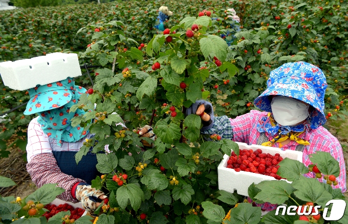 청도 운문면 노지 산딸기 수확 장면 (청도군 제공)2021.6.11/© 뉴스1