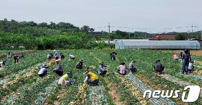 양파 수확 일손돕기에 나선 공공기관 직원들. © 뉴스1