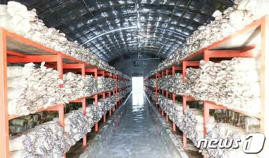 [사진] 북한의 평안북도 태천버섯공장의 모습