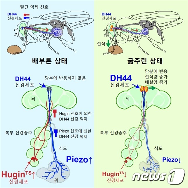 초파리의 DH44 신경세포의 두 가지 억제 신호에 대한 모식도(그림제공:KAIST) © 뉴스1