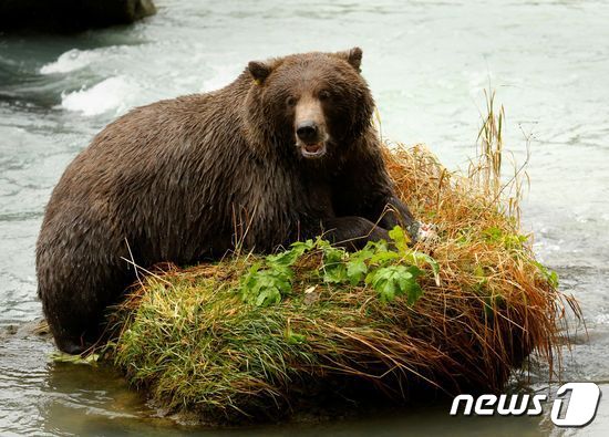 갈색 곰. © 로이터=뉴스1