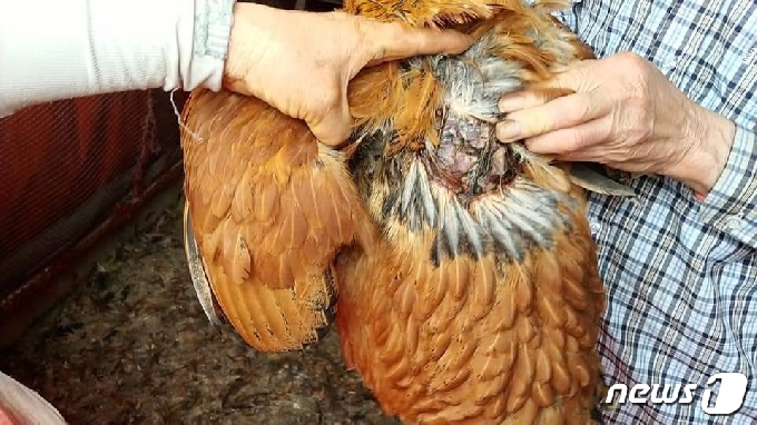 지난 5월15일 경남 김해에서 들개가 두차례나 양계장을 습격해 닭 1000여 마리가 폐사했다. 사진은 들개에 물려 죽은 닭. (김호대 경남도의원 제공) © 뉴스1
