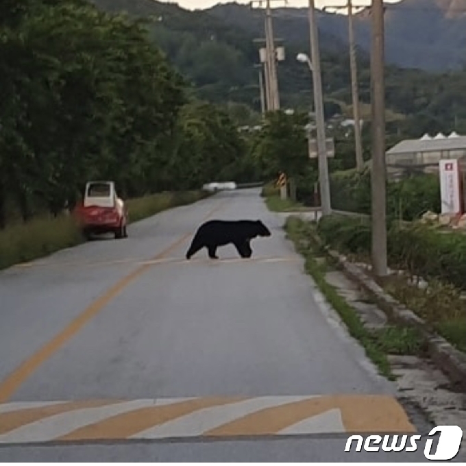 전북 남원시 산동면 한 도로에 출몰한 반달가슴곰.(독자 정준균씨 제공)2021.6.18 © 뉴스1