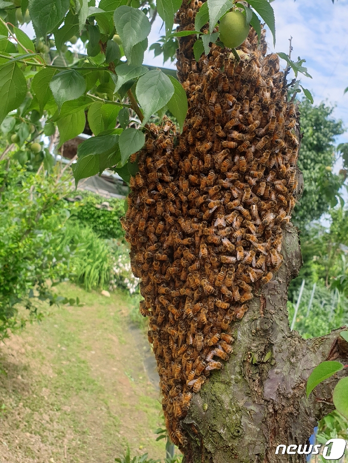 [사진] 꿀벌떼가 찾아왔어요