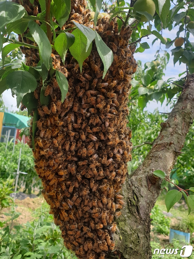 [사진] 꿀벌들의 아침