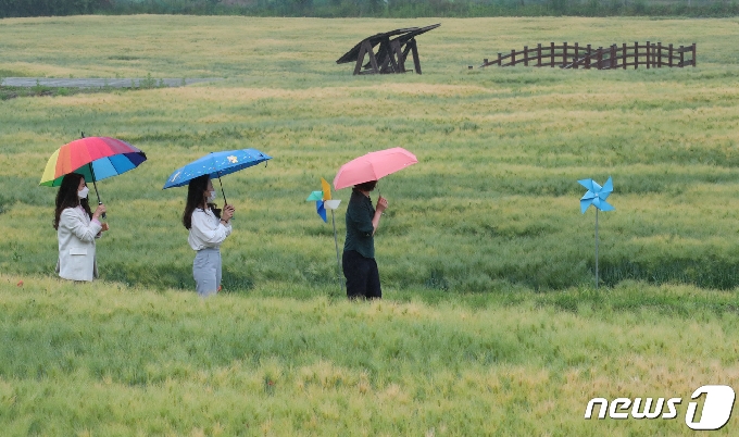 대전 대덕구 장동 만남공원에서 시민들이 우산 쓰고 보리밭의 정취를 즐기고 있다. 2021.5.20/뉴스1 © News1 김기태 기자