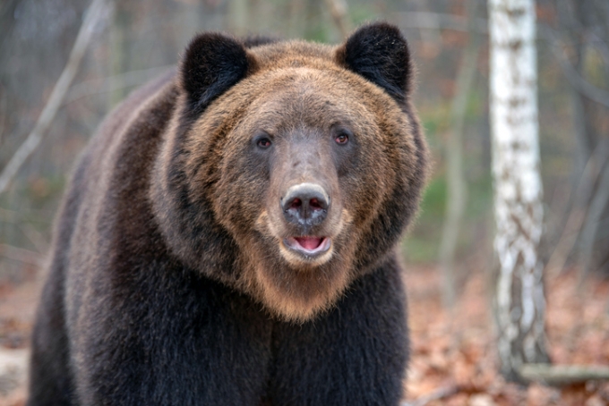 러시아의 한 국립공원에서 16세 소년이 야생 곰에 공격당한 뒤 잡아먹히는 끔찍한 사건이 발생했다. 사진은 기사 내용과 관련 없음. /사진=게티이미지뱅크