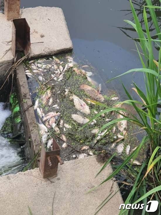 쿠팡 덕평 물류센터 인근 하천에서 발견된 물고기 사체.(뉴스1 DB)© News1