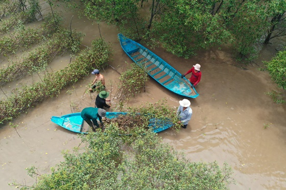 6월 19일, 베트남 짜빈 성 인근의 ‘번 섬’ 일대에서 현지 주민들이 맹그로브 묘목 식수 활동을 하고 있다./사진=SK이노베이션