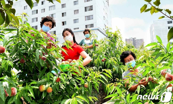 [사진] 복숭아 수확이 한창인 북한 만경대구역…"과일나무동네"