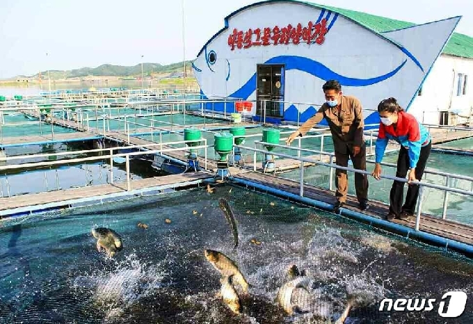 [사진] 황해북도서 '그물 우리' 양어장 증가…"유리한 지리 조건"