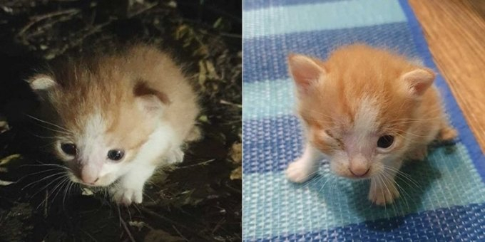 A씨의 폭행 사건 전과 후의 새끼 고양이 모습./사진=동물권행동 카라 SNS