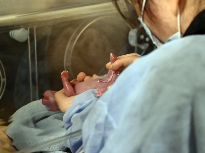 동물원 측 간호사가 환환이 지난 2일 새벽 출산한 새끼를 돌보고 있다. /사진=AP/뉴시스