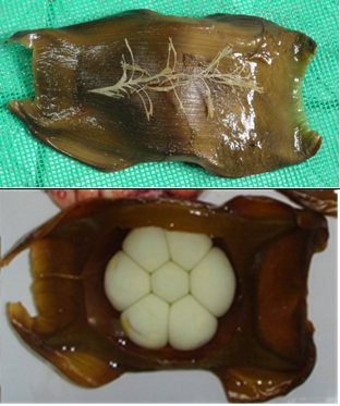 (위)참홍어의 난각. (아래)난각 안에 7개의 알이 들어있다. /사진=김맹진 국립수산과학원 해양수산연구사