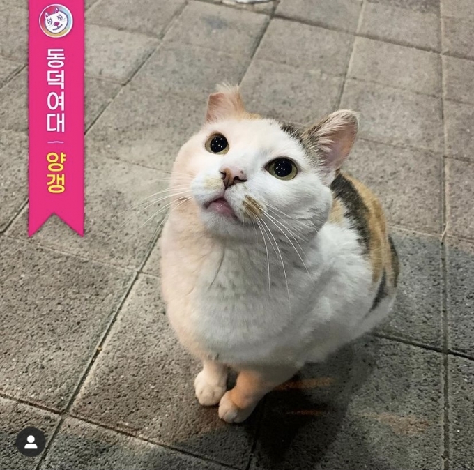동덕여대 고양이 '양갱' /사진=플 인스타그램