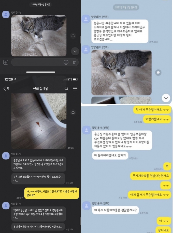 B씨가 각각 A씨(왼쪽), C씨와 나눈 메시지. 같은 사진과 내용을 보내며 고양이 죽음을 알리고 있다. /사진=온라인 커뮤니티 