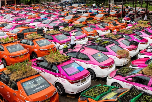  신종 코로나바이러스 감염증(코로나19)의 여파로 태국 수도 방콕에서 관광객이 급감하자 차고지에 방치된 수많은 택시가 텃밭이 됐다. /사진제공=AFP/뉴스1
