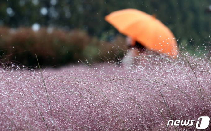 가을비가 내린 지난 12일 세종시 조치원읍 인근에 심겨진 핑크뮬리에 빗방울이 맺혀 있다./사진=뉴스1
