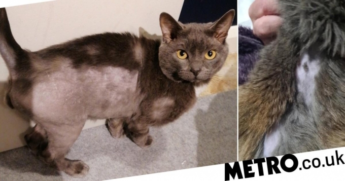 영국에서 집을 나간 고양이들이 털이 깎인 모습으로 돌아와 주인들이 충격에 빠졌다./사진= 메트로 트위터 캡처. 