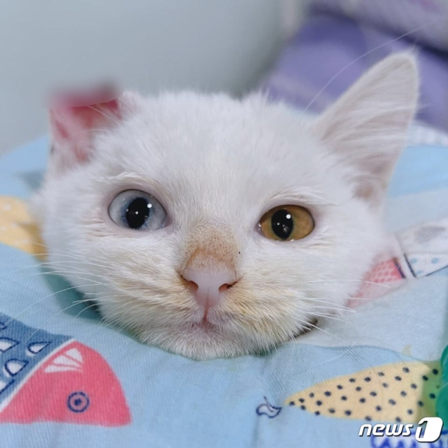 부산 영도구에서 지난달 29일 학대 당한 것으로 추정되는 고양이가 발견돼 동물병원에서 치료 받고 회복 중이다./사진=뉴스1
