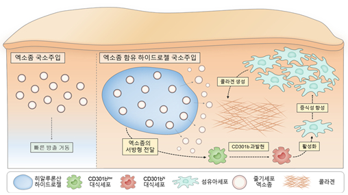 성균관대 연구의 전체 모식도. 줄기세포 엑소좀 함유 히알루론산 하이드로젤이 대식세포에 CD301b을 과발현시켜 섬유아세포의 활성 및 콜라겐 생성을 유도하는 내용을 설명하고 있다. /자료=한국보건산업진흥원 