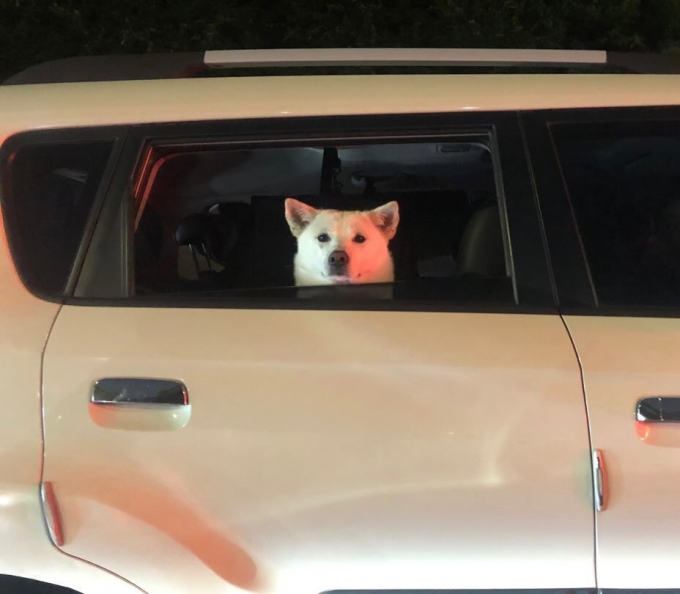 차를 탈 때 창 밖 구경을 좋아하는 펑키는 어느 운전자가 날린 담배꽁초에 맞을 뻔했다./사진=펑키 보호자님