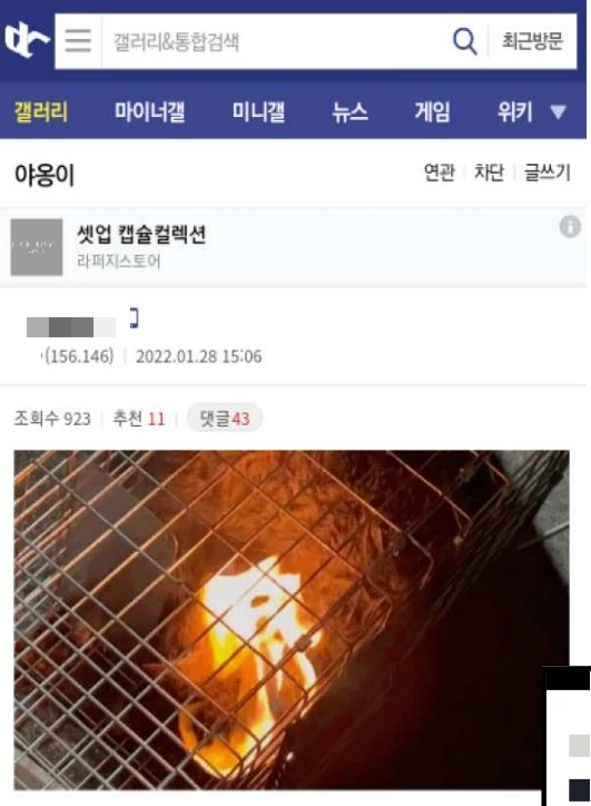 지난달 28일 온라인 커뮤니티 디시인사이드 '야옹이 갤러리'에는 고양이를 산 채로 불 태우는 영상이 올라왔다. /사진제공=동물권단체 카라