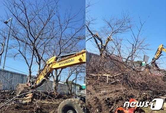지난 15일 제주시 제성마을 인근 도로 확장 공사 과정에서 벌채되는 벚꽃나무들(제성마을회 제공)(C) 뉴스1