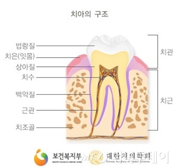 치아의 구조