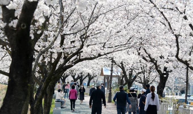 완연한 봄 날씨가 이어지고 있는 지난 3일 전북 남원시 요천로를 찾은 시민과 관광객들이 만개한 벚꽃을 바라보며 산책을 즐기고 있다. /사진=뉴스1