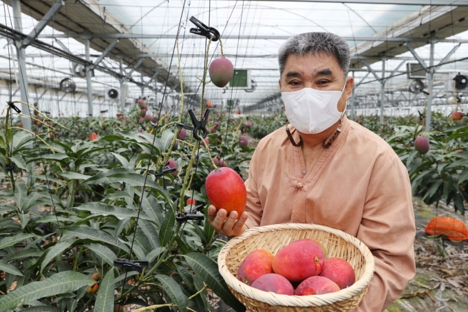 [사진]전남 강진 애플망고 수확 한장