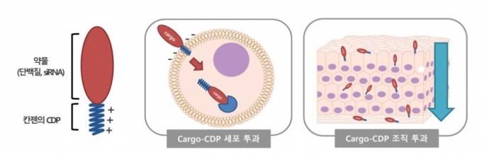 세포·조직 투과 신기술 CDP/사진제공=칸젠