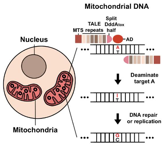 미토콘드리아 DNA에서 TALED의 아데닌 염기 교정 모식도. /사진=기초과학연구원(IBS) 제공