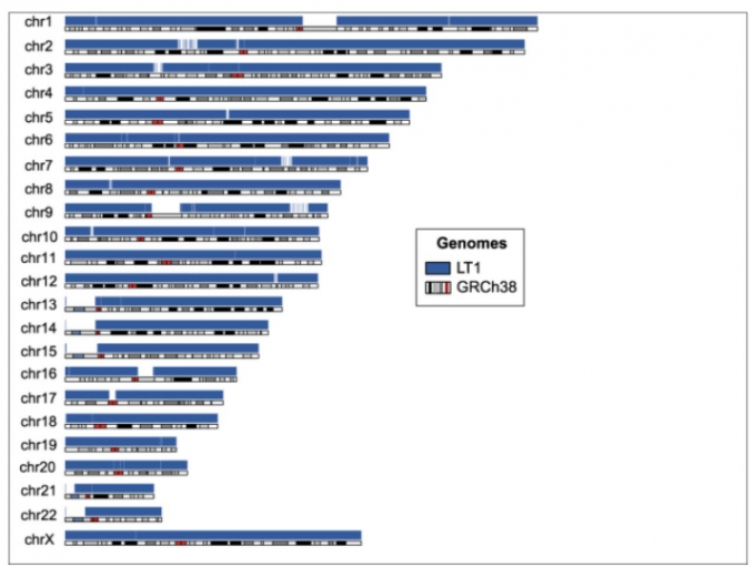 발트인 표준(LT1)과 기존 인간참조표준게놈지도(GRCh38) 비교 /자료=클리노믹스