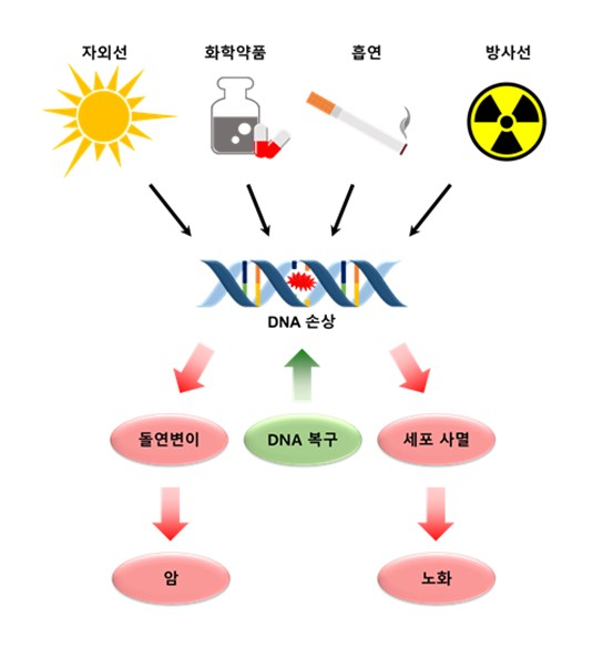 DNA 손상과 질병의 관계. / 사진제공=한국표준과학연구원