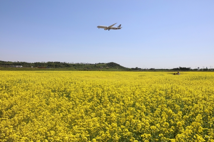 인천공항 하늘정원 유채꽃밭 전경 사진