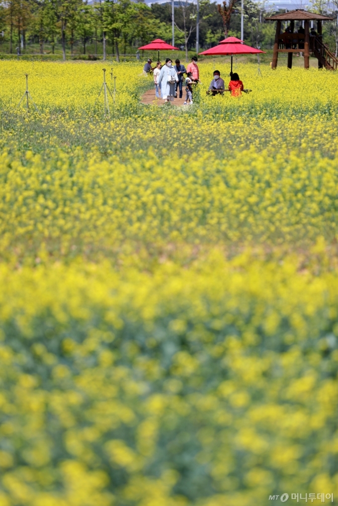 [사진]하늘정원 유채꽃밭 찾은 시민들
